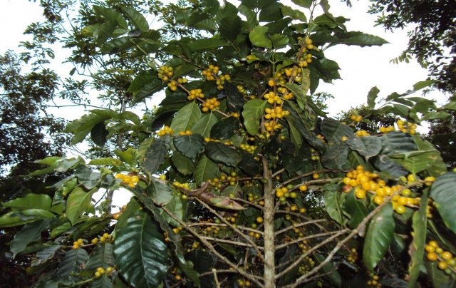 Producción